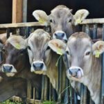 Government should invest in livestock to empower the North